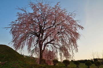 大久保の枝垂れ桜（福島県）