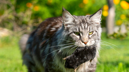 A cat is holding a mouse in its mouth. The cat is a gray tabby with a green eye. The scene is set in a grassy area with a few yellow flowers in the background