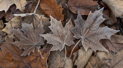 The frost on the leaves is crystal clear