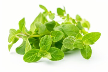 A fresh Marjoram isolated on white
