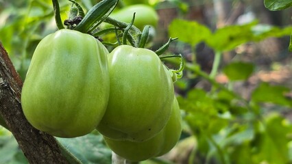 Close-up macro photo of fresh, unripe green tomatoes hanging on a plant in a home garden. Ideal for themes like gardening, organic food, and farm-to-table concepts