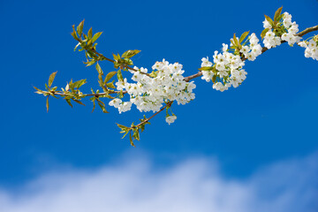 Flowers, nature and mirabelle plum as plants in bright colorful display in season, tree and garden. Sustainability, earth and texture in spring for botany, blossom and floral wallpaper as background
