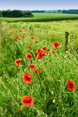 Flowers, nature and poppies in spring as plants in bright, colorful and display in field or garden. Sustainability, earth and textures in season for botany, blossom and floral wallpaper as background
