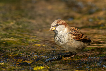House sparrow taking a bath