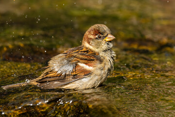 House sparrow taking a bath