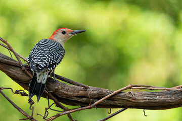 Red-bellied Woodpecker perched on a tree branch