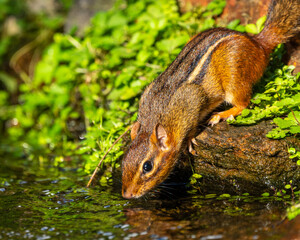 Chipmunk drinking from a stream