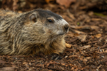 Groundhog