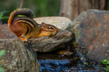 Chipmunk leaping over stream with peanut in mouth