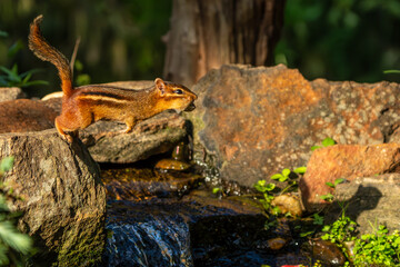 Chipmunk leaping over stream with peanut in mouth