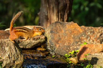 Chipmunk leaping over stream with peanut in mouth