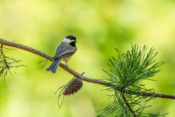 Carolina Chickadee perched on a tree branch