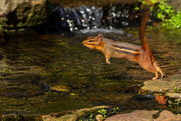 Chipmunk leaping over a stream