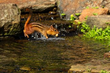 Chipmunk leaping over stream with peanut in mouth