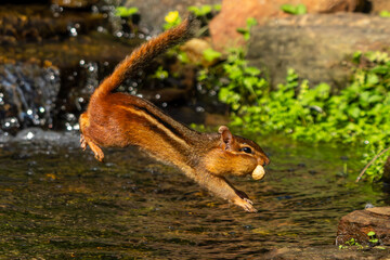 Chipmunk leaping over stream with peanut in mouth