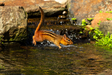 Chipmunk leaping over stream with peanut in mouth