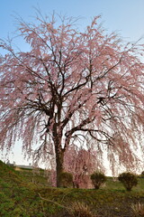 大久保の枝垂れ桜（福島県）