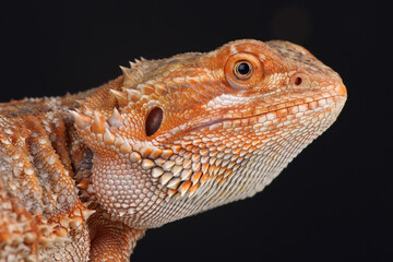 Portrait of a Central Bearded Dragon
