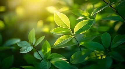 Vibrant leaves on a sunlit plant, showcasing bright green foliage and lush botanical detail in a serene garden setting with natural light and organic textures.