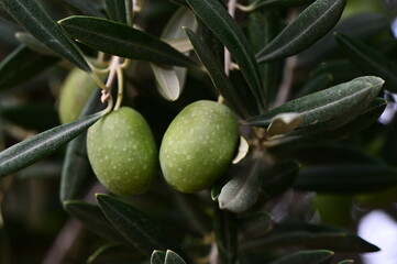 olive branch in the garden close up
