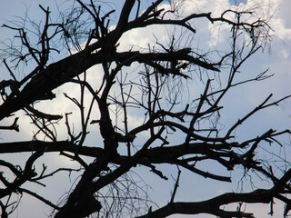 silhouette of dry tree branches against clouds background