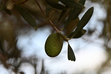A branch of olive trees with leaves and olives hanging from it.