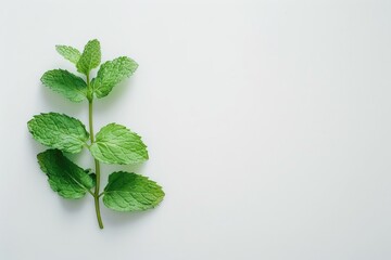 A lone green leaf sits on a white surface