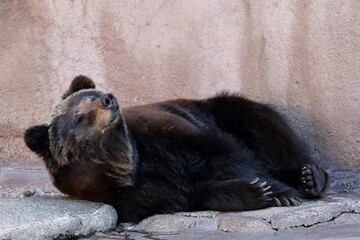 横になり寝るヒグマ