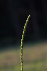 close up of grass