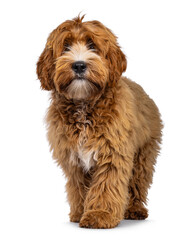 Adorable young labradoodle dog pup with white spots, walking towards lens. Looking towards camera. Isolated on a white background.