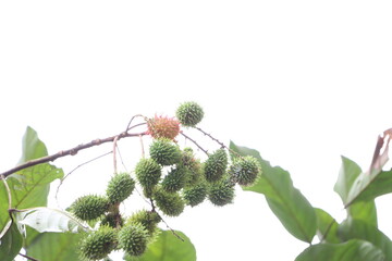 branch of a tree with fruit 