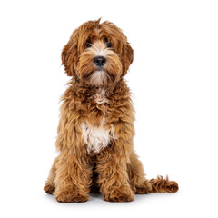 Adorable young labradoodle dog pup with white spots, sitting up facing front. Looking towards camera. Isolated on a white background.