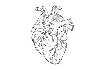human anatomical heart one line vector illustration