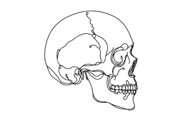 Continuous one line human anatomical skull, vector illustration