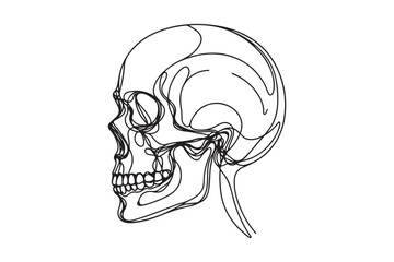 Continuous one line human anatomical skull, vector illustration