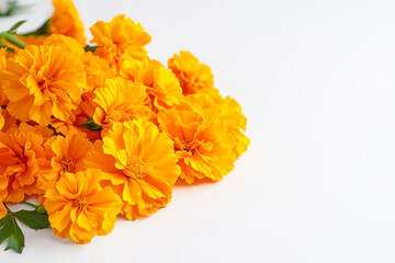 Marigold flowers on a white background, frame. Card for day of the dead.