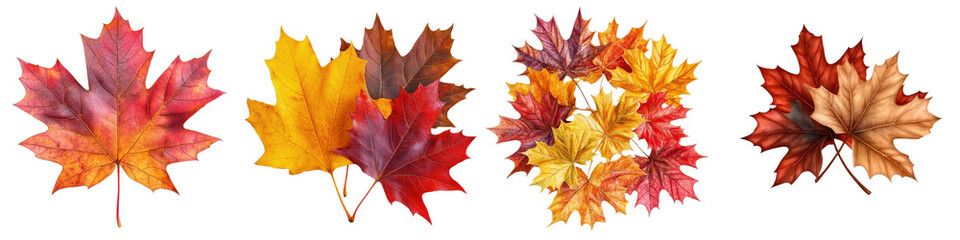 Obraz premium Vibrant Maple Leaves in Autumn Foliage Display Changing Nature s Colors Scenic Assortment of Red Orange and Yellow Fallen Leaves Representing the Seasonal Transition of Fall