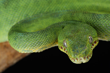 Portrait of an Emerald Tree Boa

