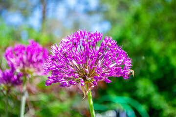 Allium hollandicum persian onion dutch garlic purple sensation rain flowering plant, ornamental flowers in bloom. High quality photo