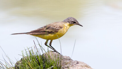 yellow wagtail on a rock