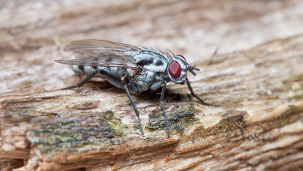 close up of fly