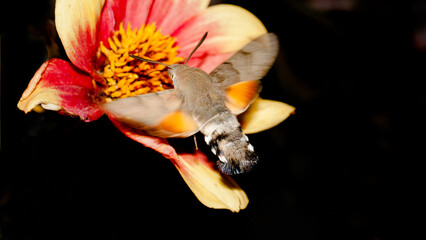 bee on a flower