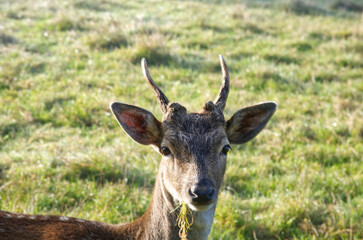 portrait of a young deer