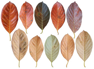 Obraz premium Dry jackfruit leaves collection transparent background