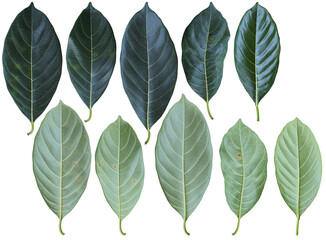 Green jackfruit leaves collection on transparent background