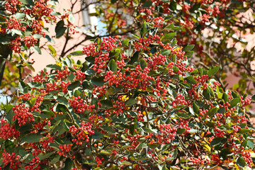 Rowan Trees with Fruits in Autumn and Pink Facade of Apartment Block, Autumn in the City.