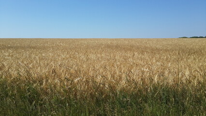 golden wheat field