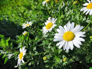 Fototapeta premium daisies in the grass