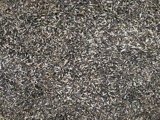 Close-Up of Fresh Mung Beans Peel in Natural Light