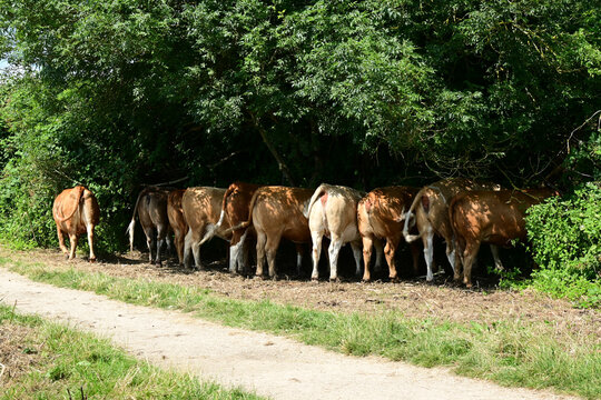 Cows Seeking Shade From Summer Sun, Cambridgeshire, England